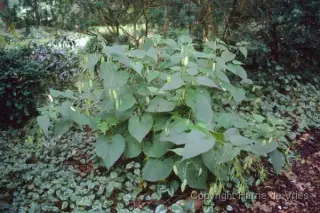 Lunaria rediviva