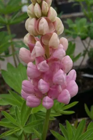 Lupinus 'Blossom'