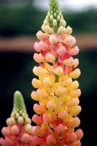 Lupinus 'Chameleon'