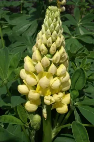Lupinus 'Desert Sun'