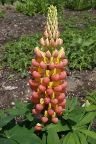 Lupinus 'Gladiator'
