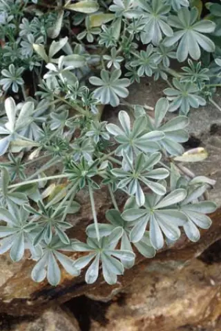Lupinus holosericeus