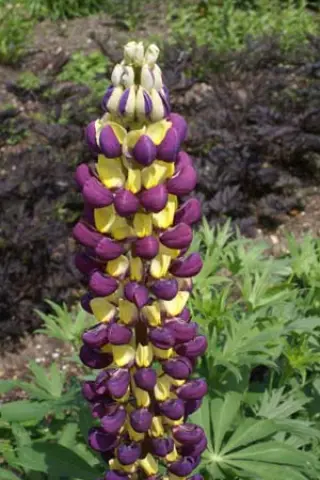 Lupinus 'Manhattan Lights'