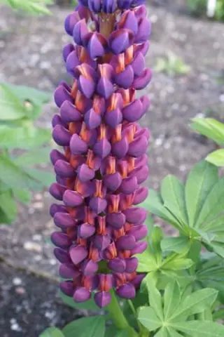 Lupinus 'Masterpiece'