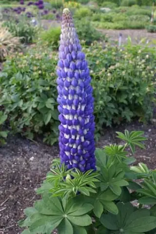 Lupinus 'Persian Slipper'