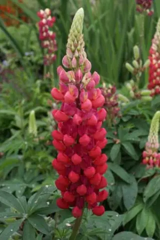 Lupinus 'Red Rum'