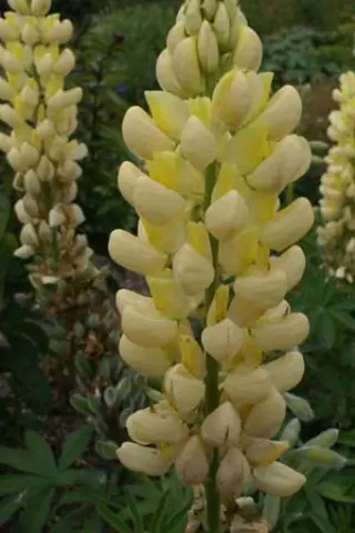 Lupinus 'Saffron'