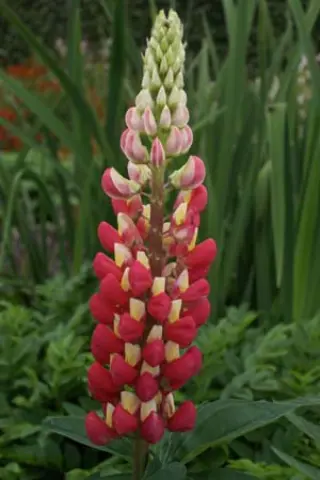 Lupinus 'Tequila Flame'