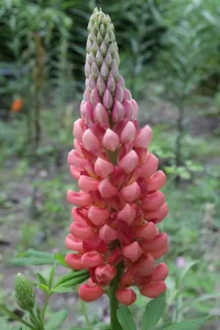 Lupinus 'Towering Inferno'