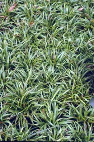 Luzula pilosa 'Igel'