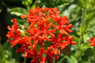 Lychnis chalcedonica