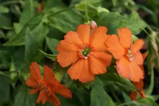 Lychnis cognata B&Swj 4234