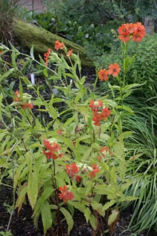 Lychnis cognata B&Swj 4234