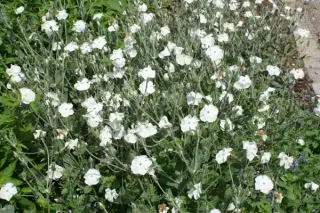 Lychnis coronaria 'Alba'