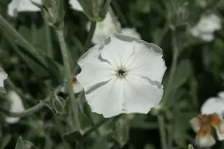 Lychnis coronaria 'Alba'