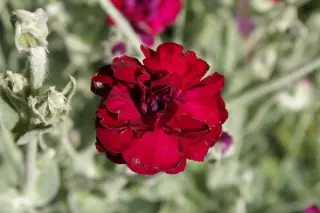 Lychnis coronaria 'Gardeners World'