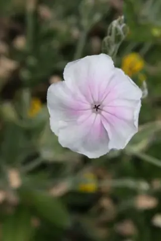 Lychnis coronaria 'Oculata'