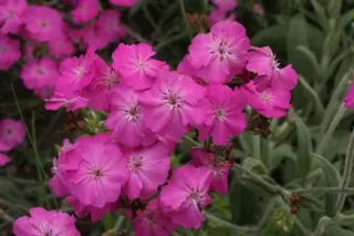 Lychnis 'Hill Grounds'
