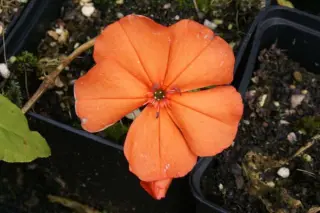 Lychnis miqueliana