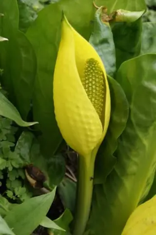 Lysichiton americanus