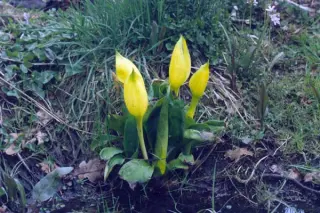 Lysichiton americanus
