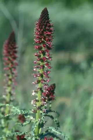 Lysimachia atropurpureus