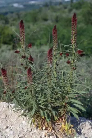 Lysimachia atropurpureus