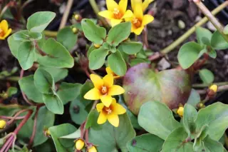Lysimachia christinae 'Zixin'