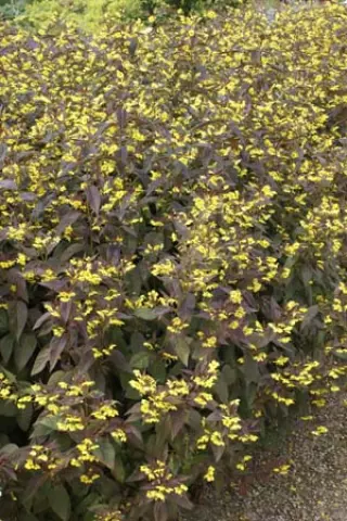 Lysimachia ciliata 'Firecracker'