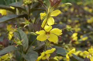 Lysimachia ciliata 'Firecracker'