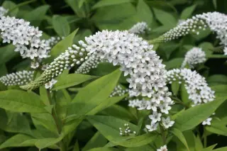 Lysimachia clethroides