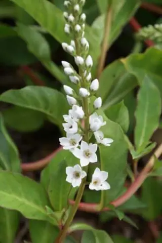 Lysimachia fortunei
