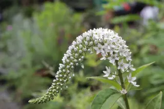 Lysimachia leucantha