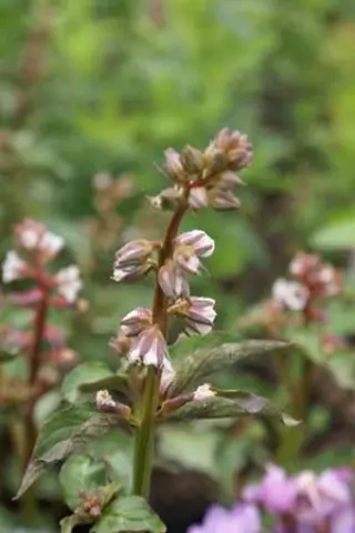 Lysimachia lichiangensis