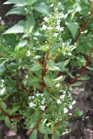 Lysimachia mauritiana