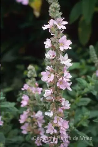 Lythrum salicaria 'Blush'