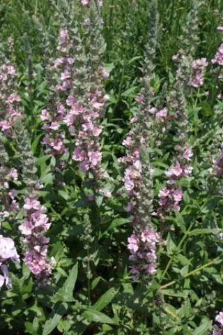 Lythrum salicaria 'Blush'