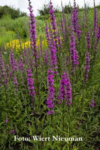 Lythrum salicaria 'Stichflamme'