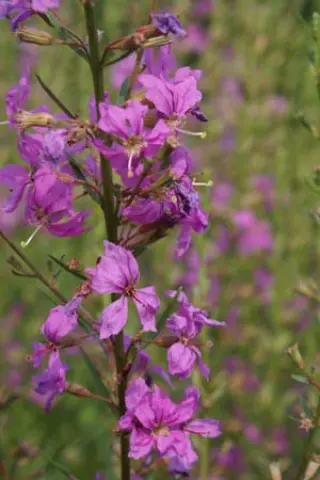 Lythrum virgatum 'Helène'