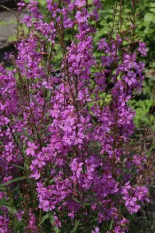 Lythrum virgatum 'Helène'