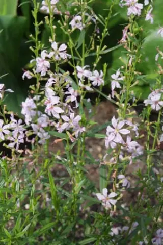 Lythrum virgatum 'Joy'
