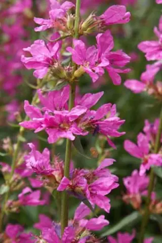 Lythrum virgatum 'Rose Q.' (Duitse V.)