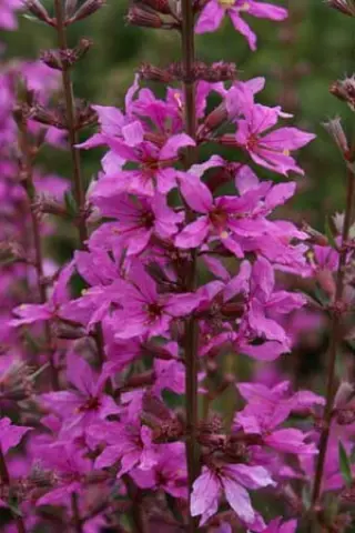 Lythrum virgatum 'Rose Queen'