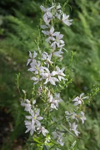 Lythrum virgatum 'White Swirl'