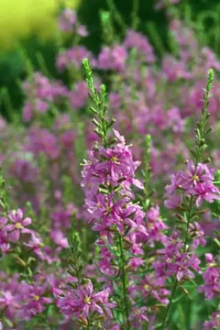 Lythrum virgatum