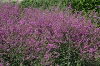 Lythrum virgatum