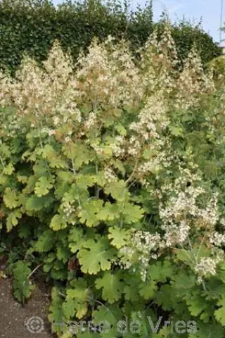 Macleaya cordata 'Celadon Ruffles'
