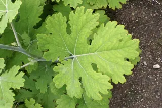 Macleaya 'Spetchley Ruby'