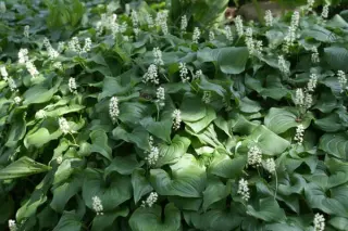 Maianthemum dilatatum (kamtschaticum)