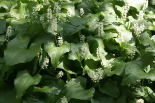 Maianthemum dilatatum (kamtschaticum)
